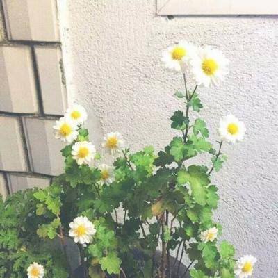 多地新政要求顺风车不以营利为目的